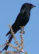 Fork-tailed Drongo