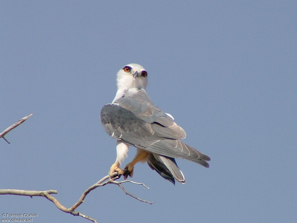 Black-winged Kite