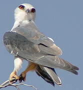 Black-winged Kite