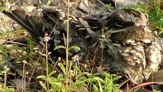 Grey Nightjar