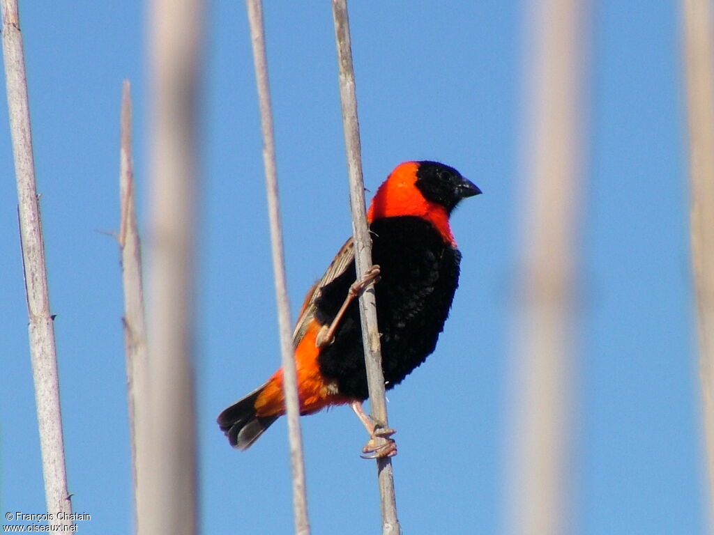 Southern Red Bishop