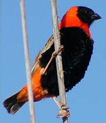 Southern Red Bishop