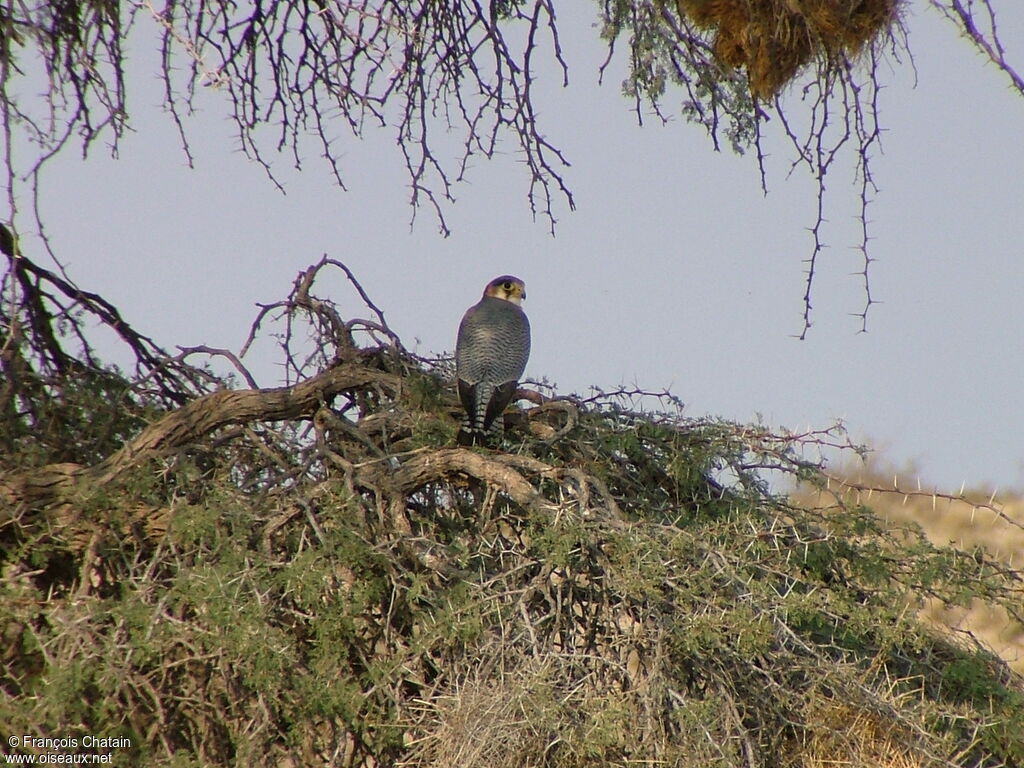 Red-necked Falcon