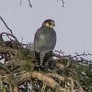 Faucon chicquera