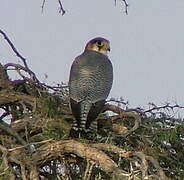 Red-necked Falcon