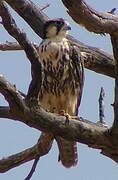 Lanner Falcon