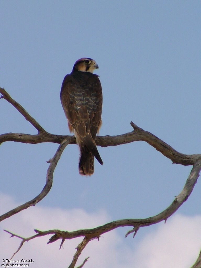 Lanner Falcon