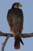 Lanner Falcon