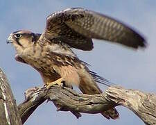 Lanner Falcon