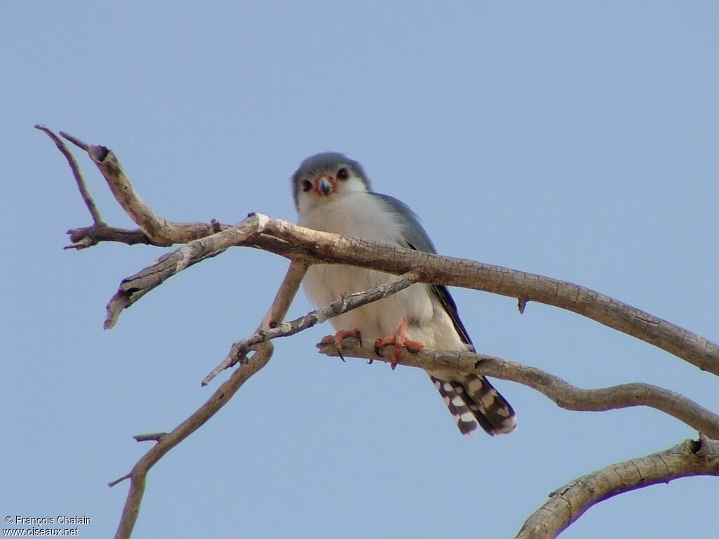 Pygmy Falcon