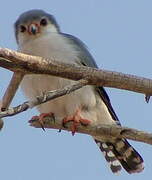 Pygmy Falcon