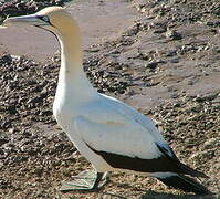 Cape Gannet