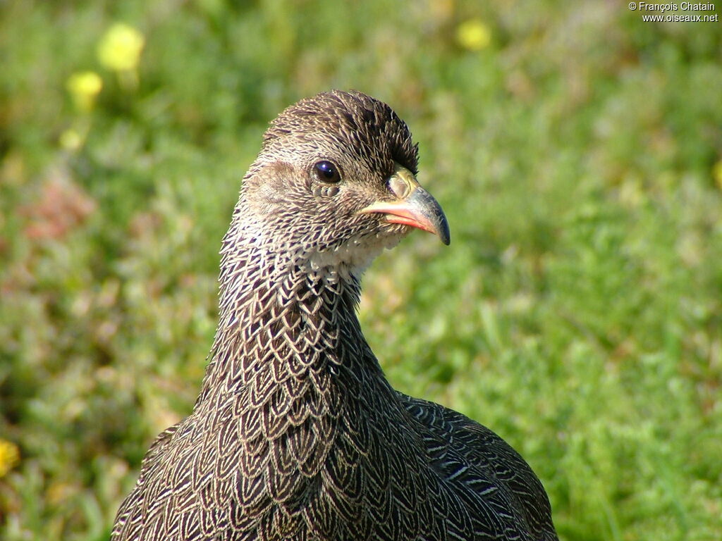 Francolin criard