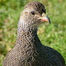 Francolin criard