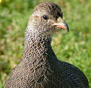 Cape Spurfowl