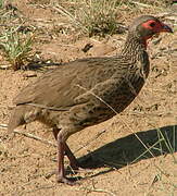 Swainson's Spurfowl