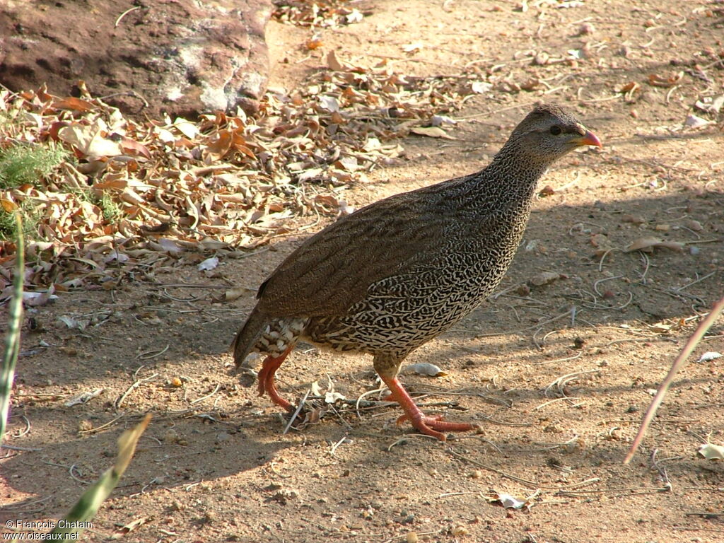 Natal Spurfowl