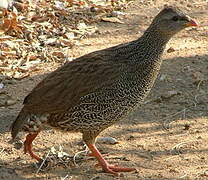 Natal Spurfowl