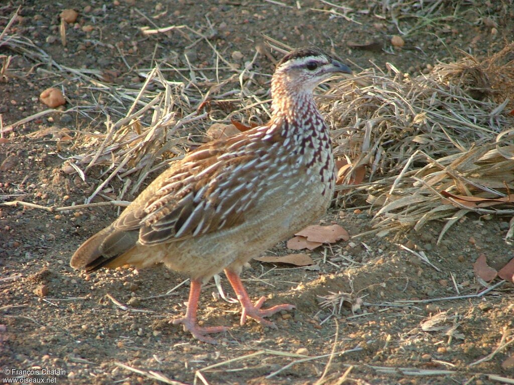 Crested Francolin