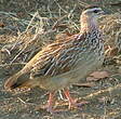 Francolin huppé