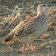 Francolin huppé