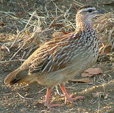 Francolin huppé