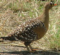 Double-banded Sandgrouse