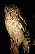 Spotted Eagle-Owl