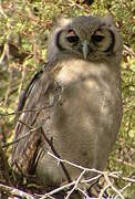 Verreaux's Eagle-Owl