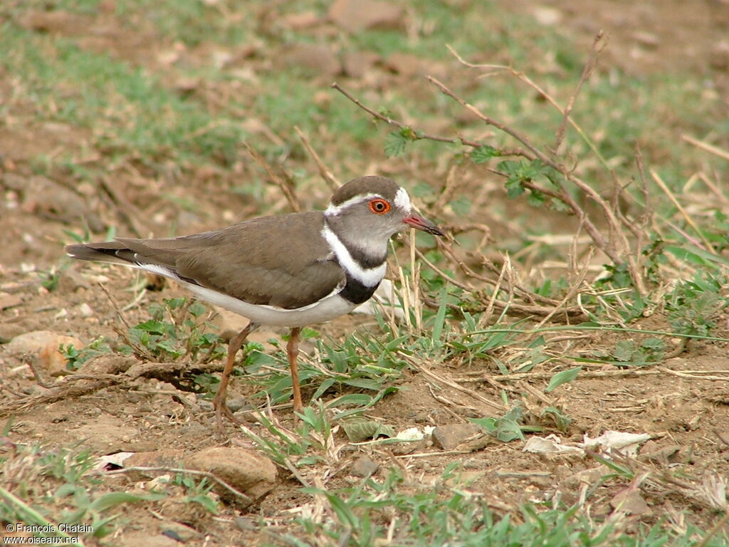 Three-banded Plover