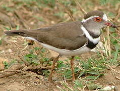 Three-banded Plover