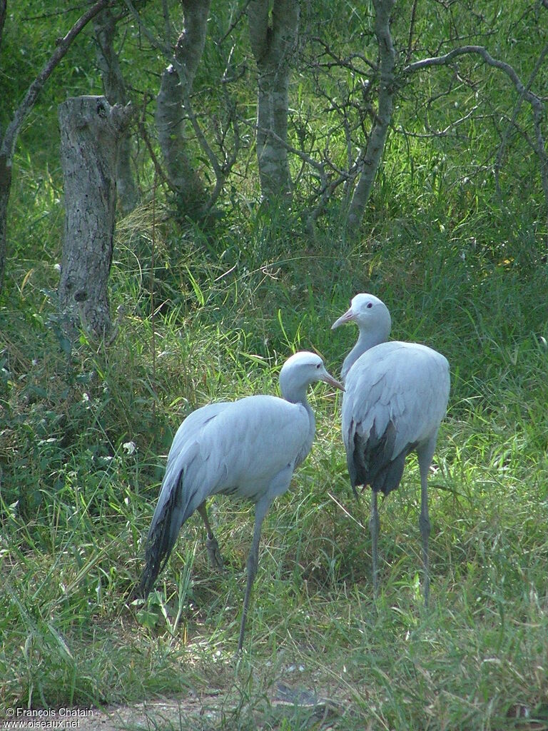 Blue Crane