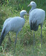 Blue Crane