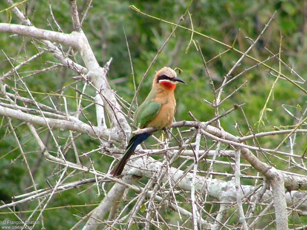 White-fronted Bee-eater