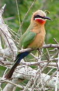 White-fronted Bee-eater