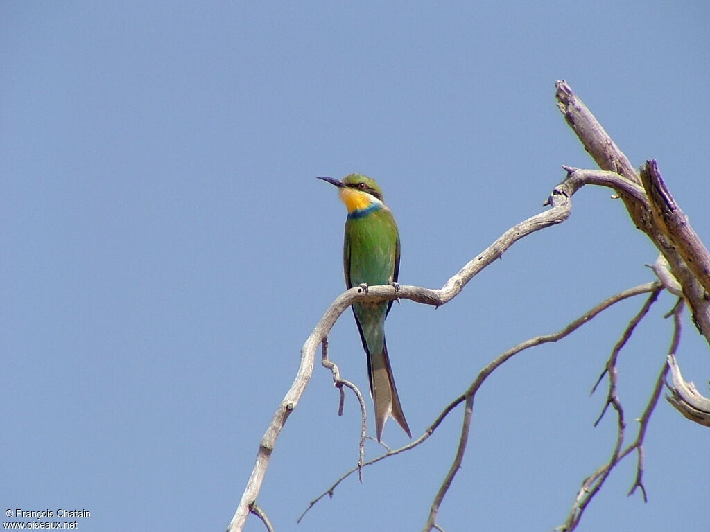 Swallow-tailed Bee-eater