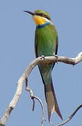 Swallow-tailed Bee-eater