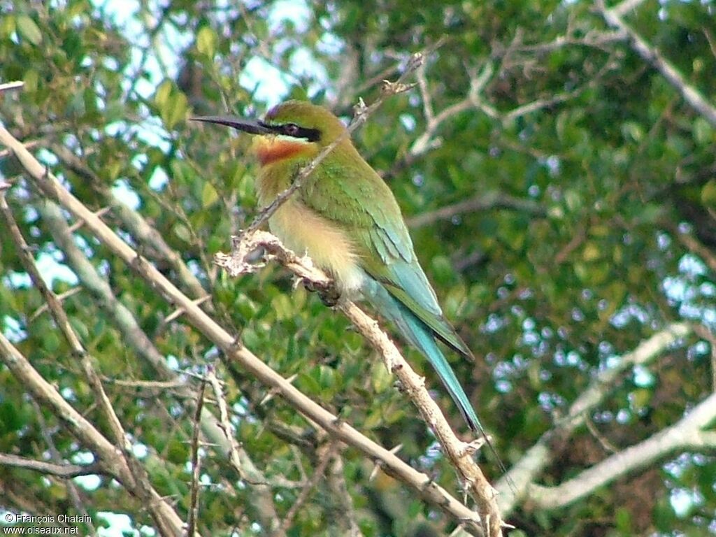 Blue-tailed Bee-eater