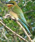 Blue-tailed Bee-eater