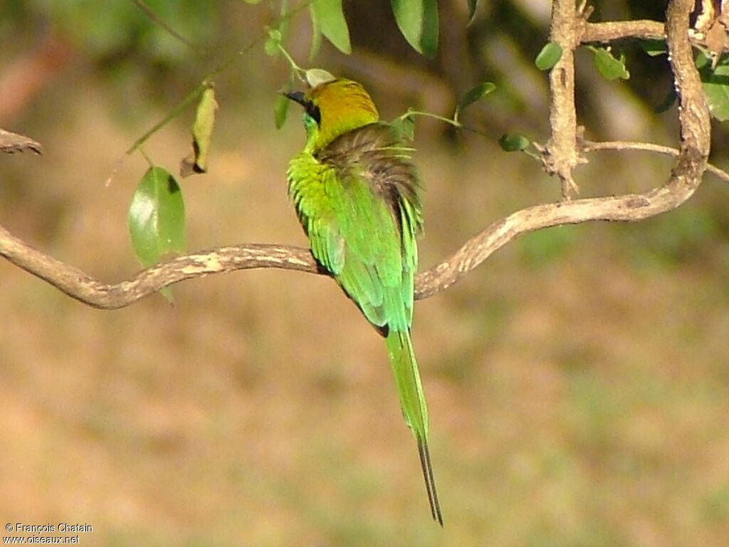 Asian Green Bee-eater