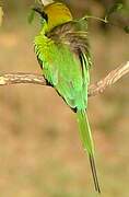 Green Bee-eater