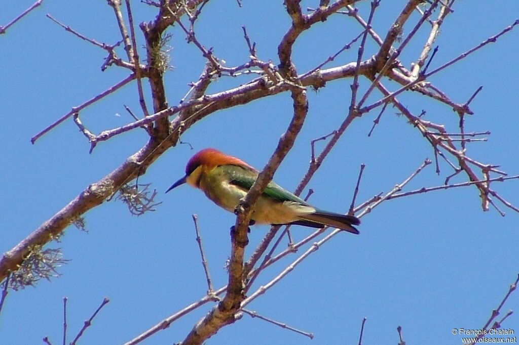 Chestnut-headed Bee-eater