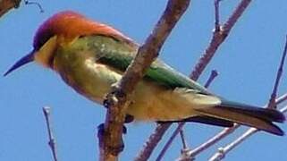 Chestnut-headed Bee-eater