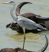 Grey Heron