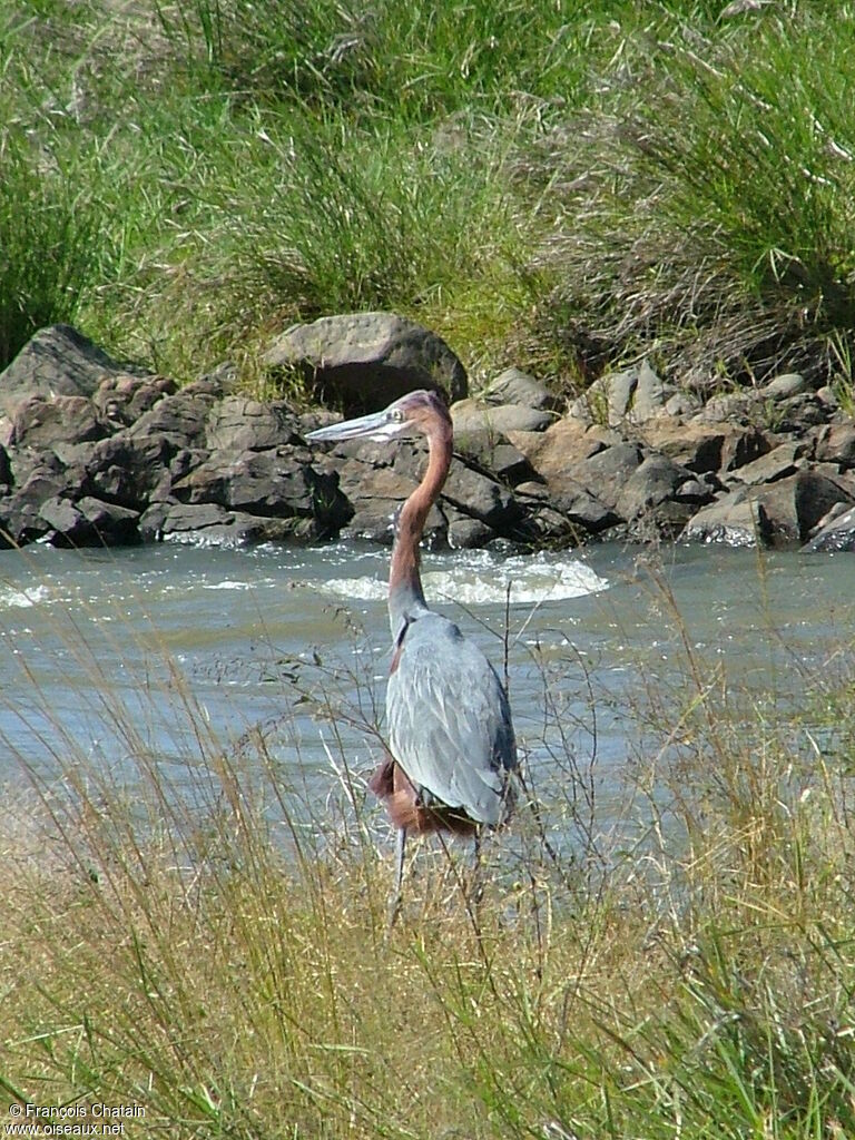 Héron goliath