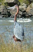 Goliath Heron