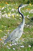 Black-headed Heron