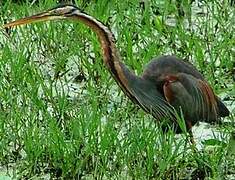 Purple Heron