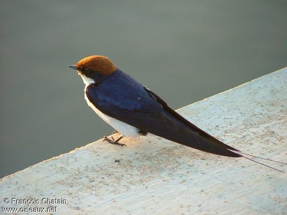 Hirondelle à longs brins