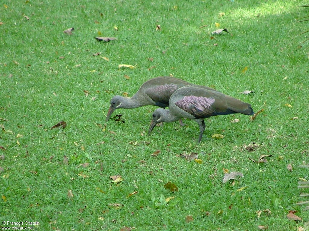 Hadada Ibis